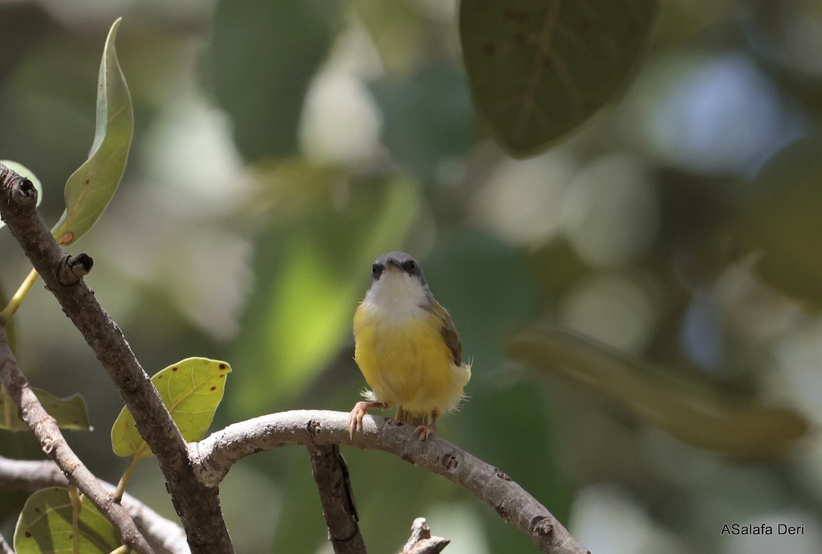 Green-backed Eremomela - ML611569964