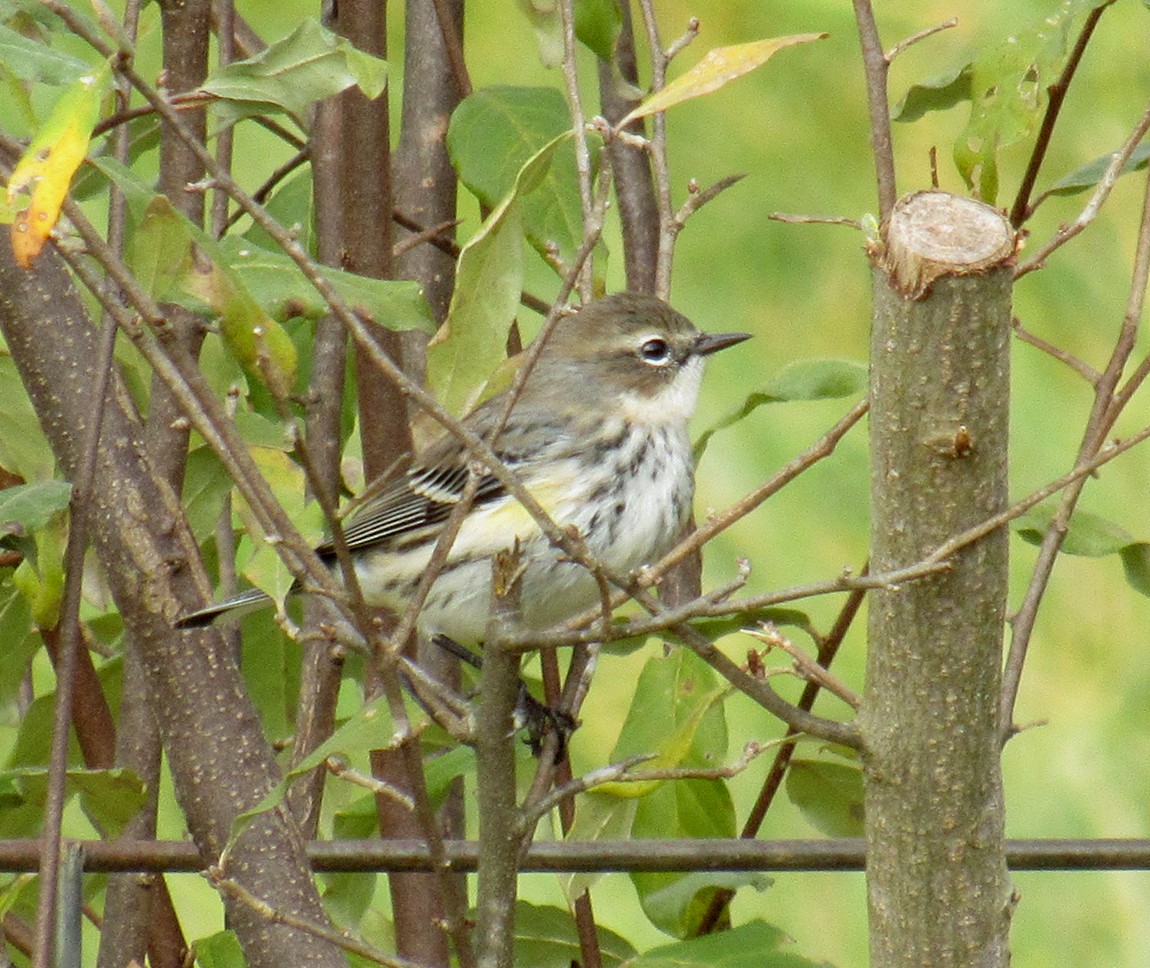 Yellow-rumped Warbler - ML611570015