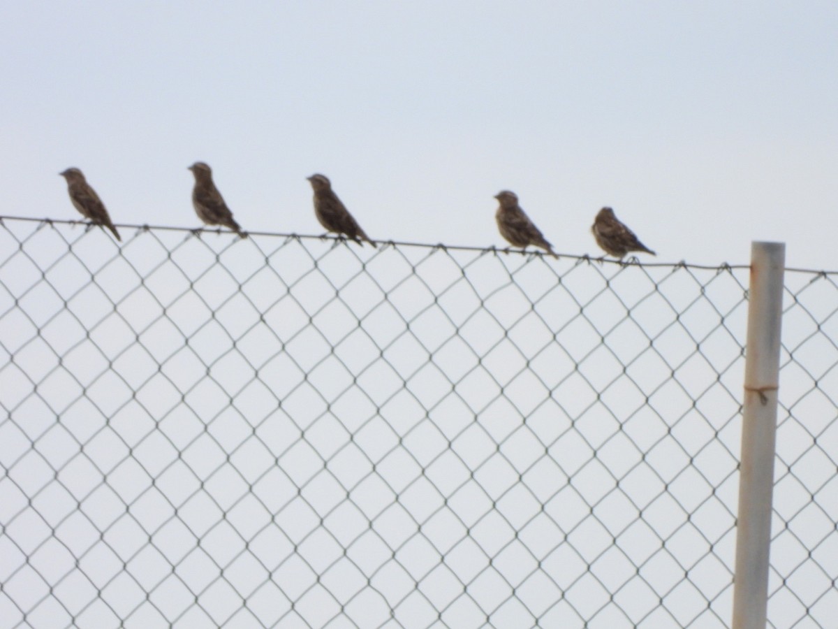 Rock Sparrow - ML611570054