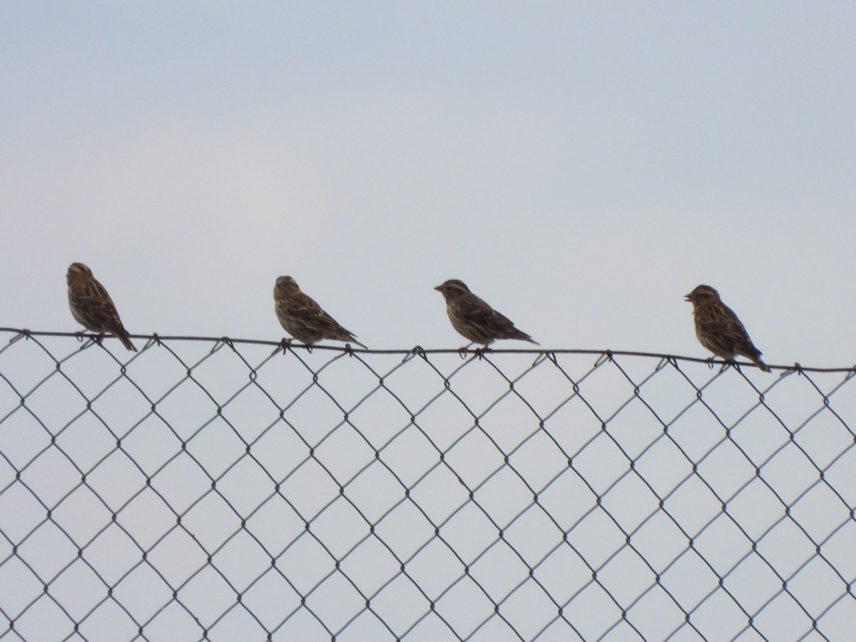 Rock Sparrow - ML611570056