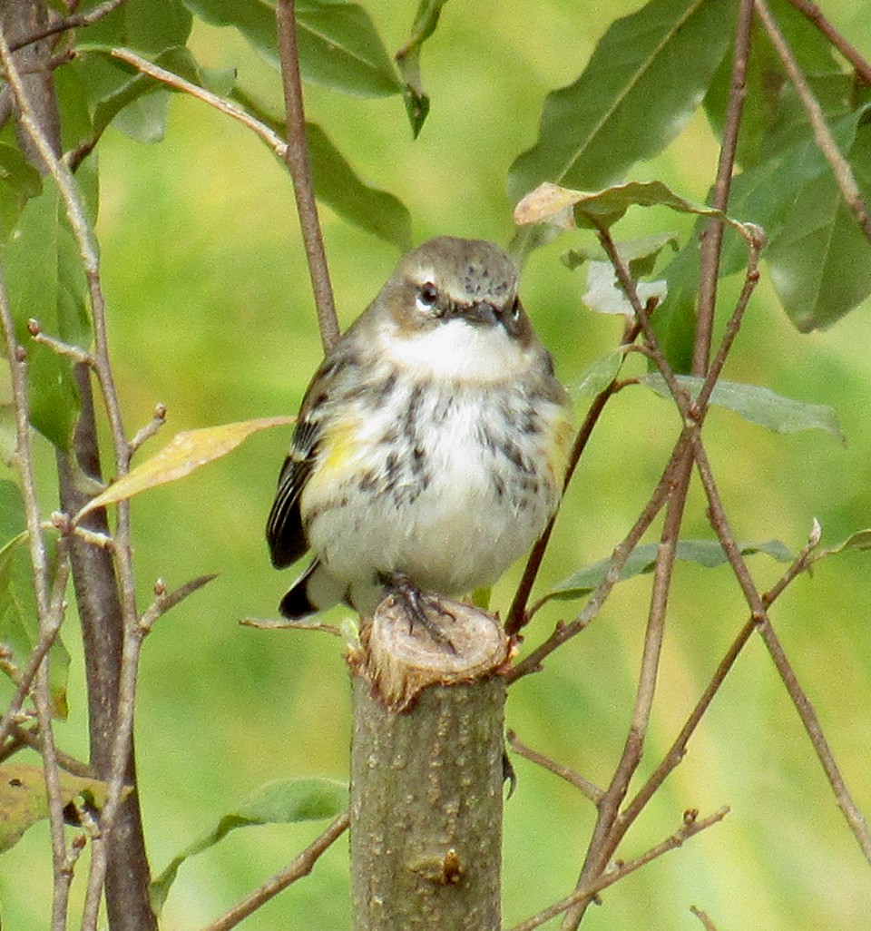 Yellow-rumped Warbler - ML611570070