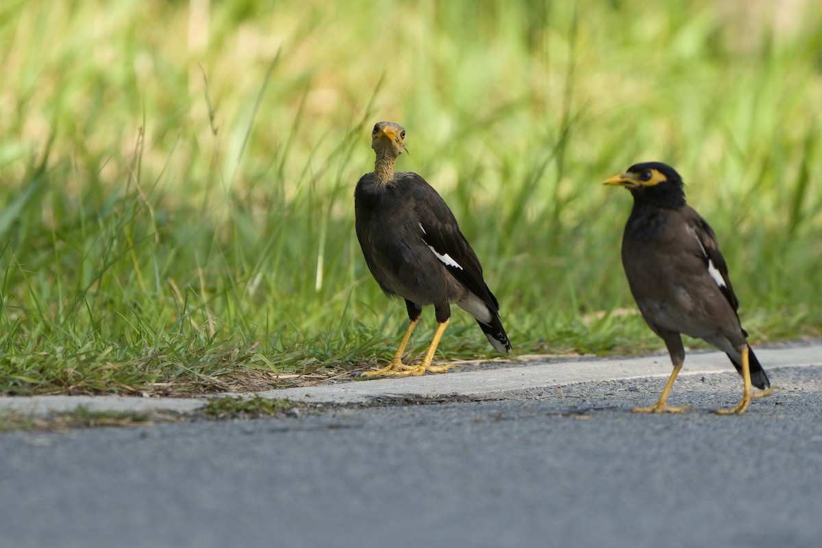 Common Myna - ML611570084