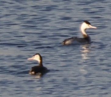 Great Crested Grebe - ML611570092