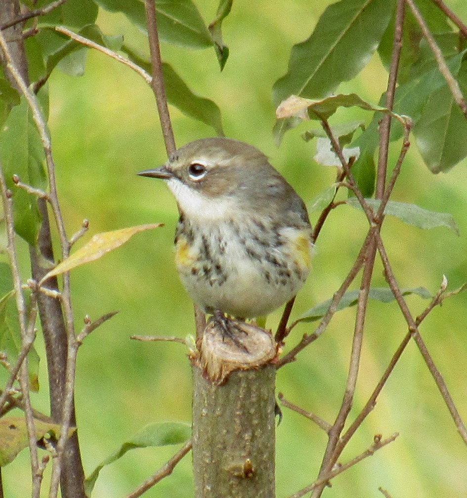 Yellow-rumped Warbler - ML611570125