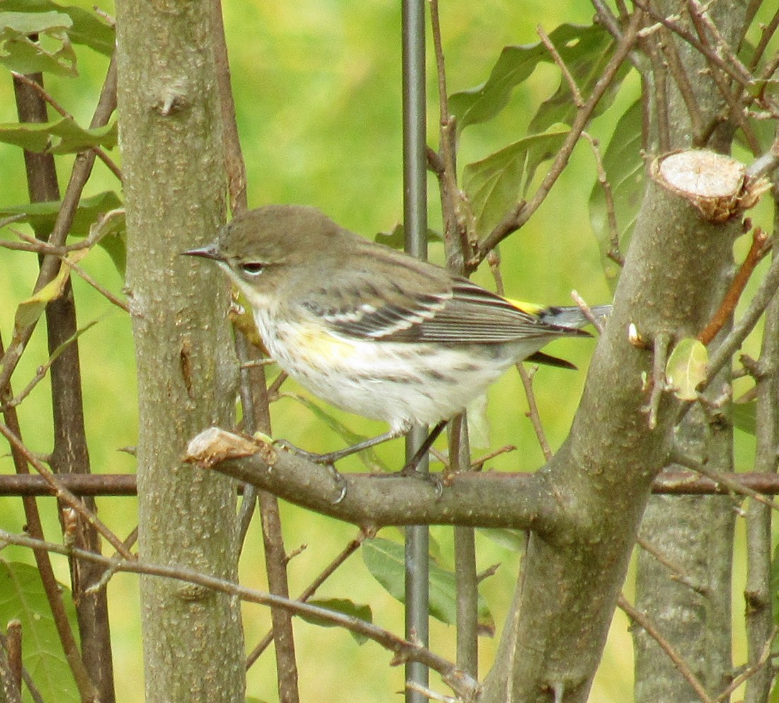 Yellow-rumped Warbler - ML611570188