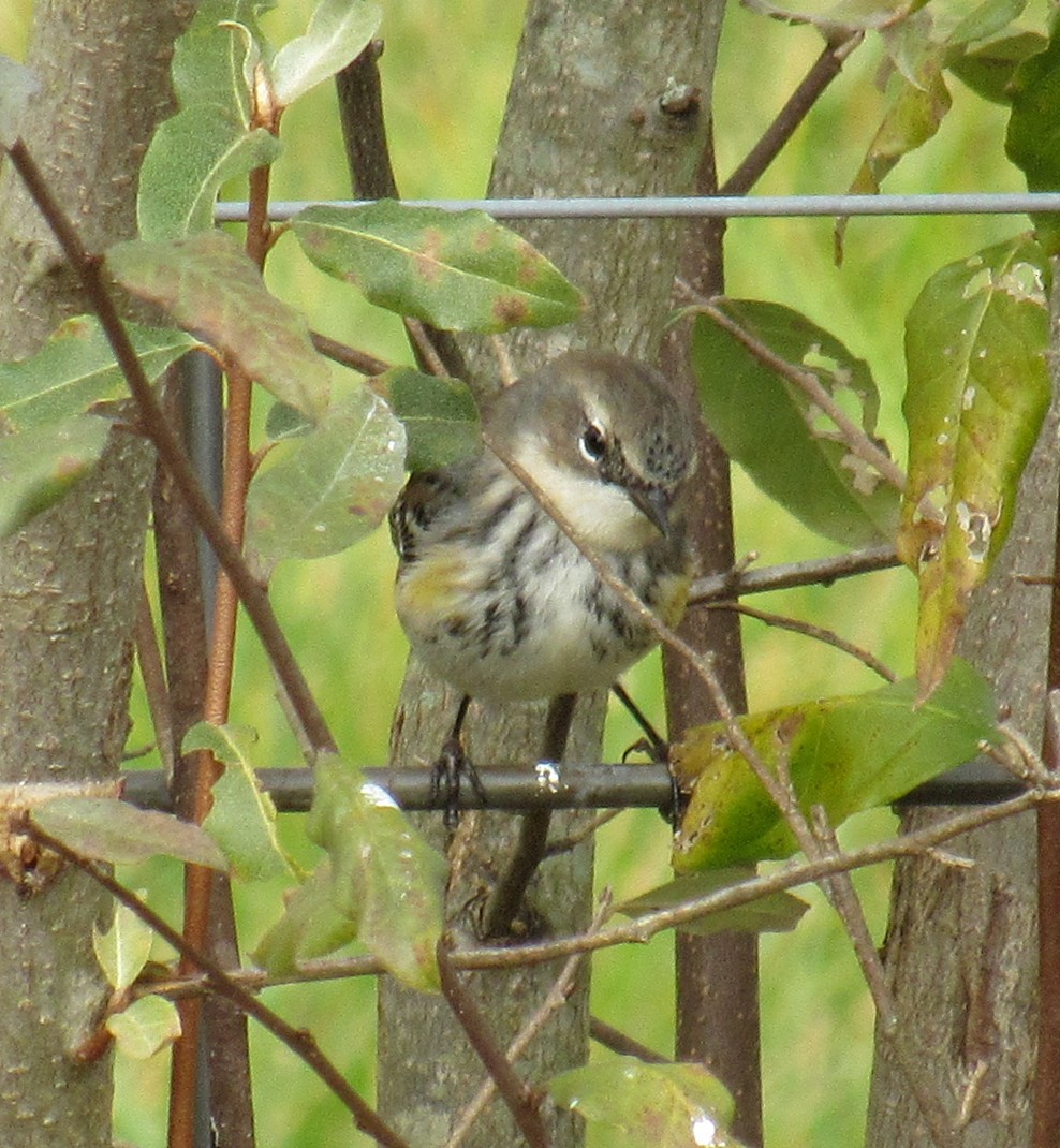 Yellow-rumped Warbler - ML611570234