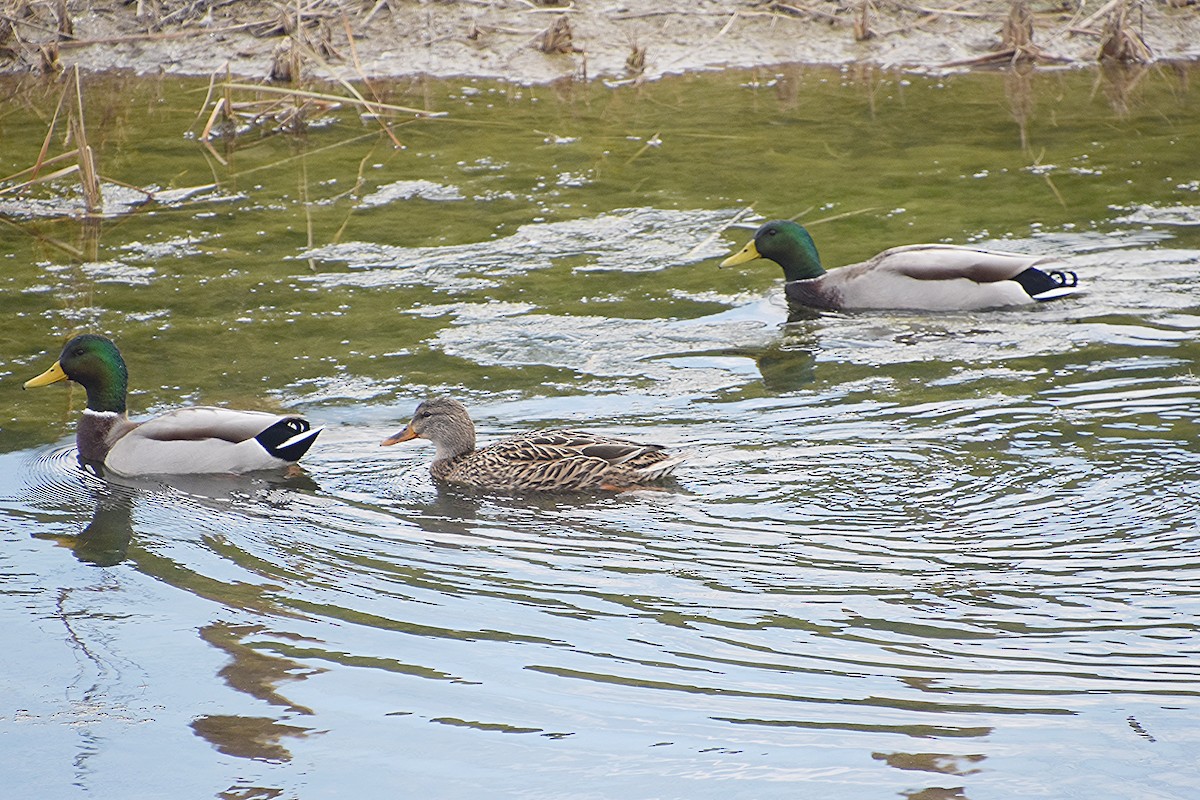 Canard colvert - ML611570248