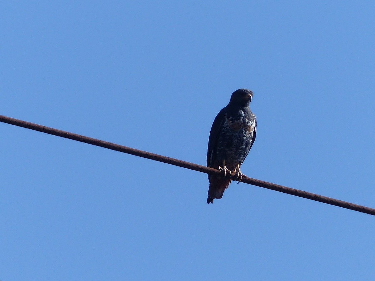 Jackal Buzzard - ML611570263