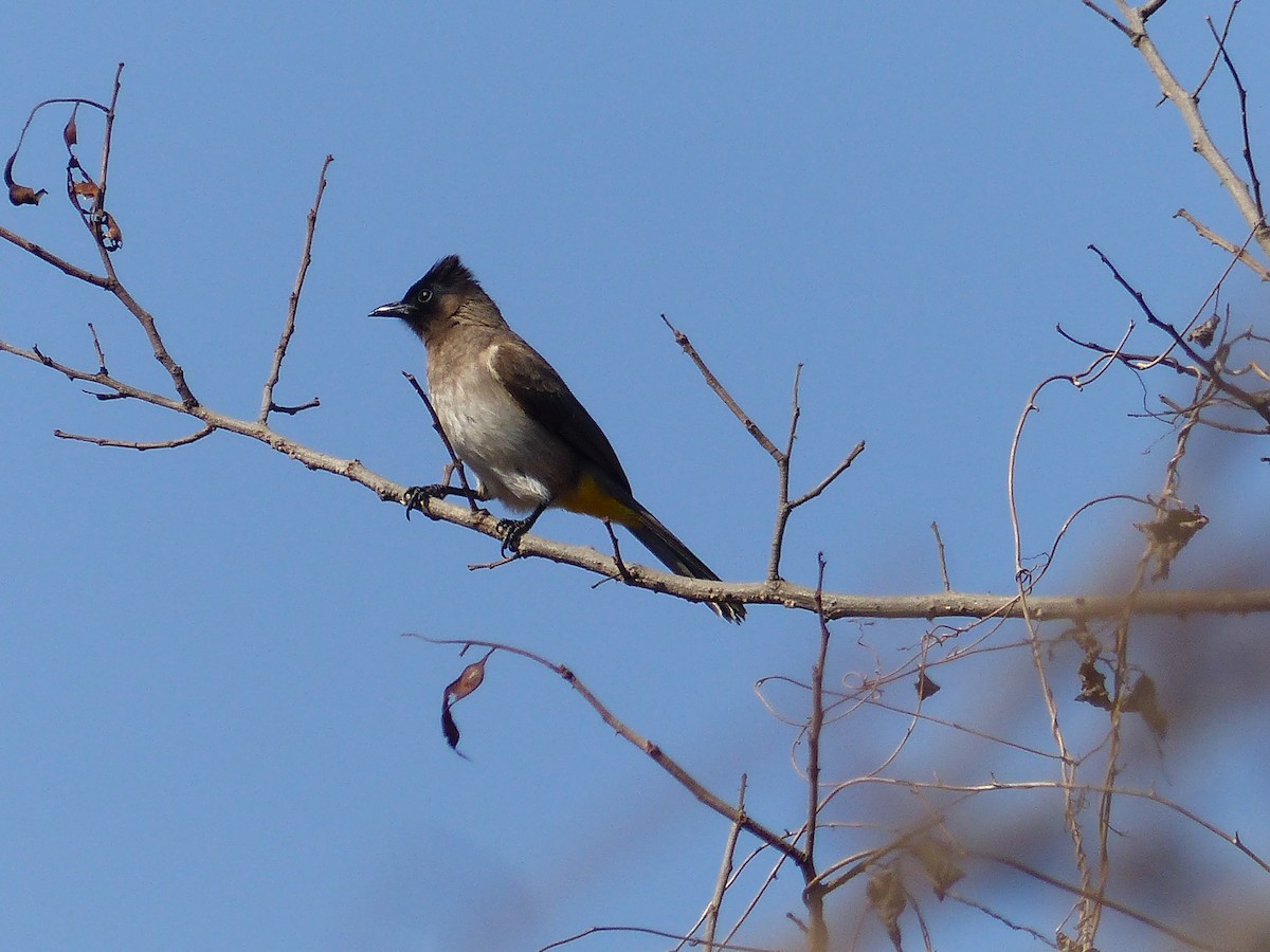 Common Bulbul - ML611570280