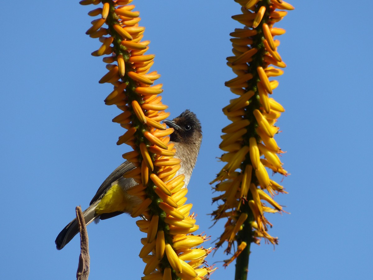 Common Bulbul - ML611570297