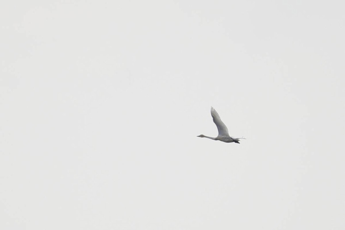 Tundra Swan - ML611570340