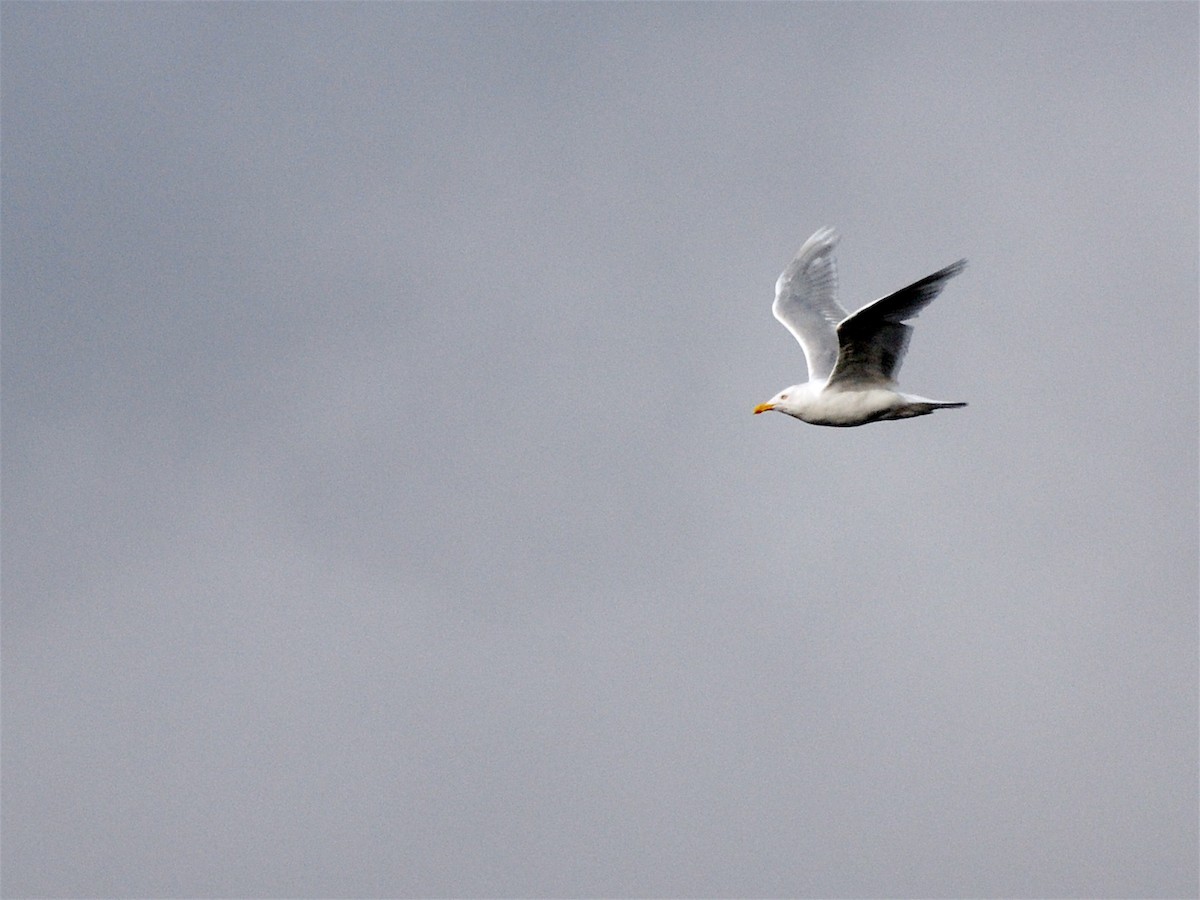 Мөсний цахлай - ML611570358