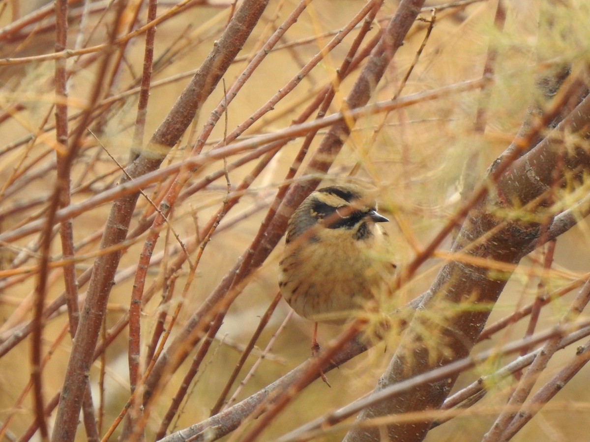 Black-throated Accentor - ML611570370