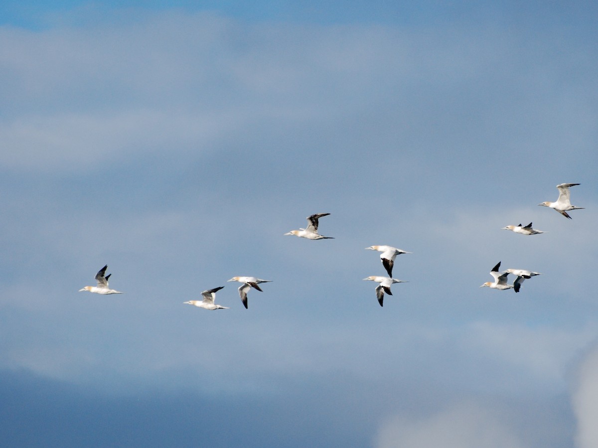 Northern Gannet - ML611570414