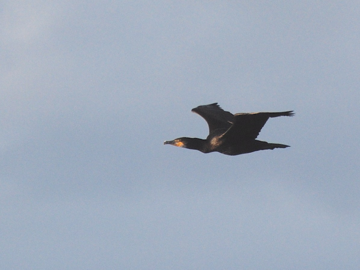 Тураг гогой - ML611570422