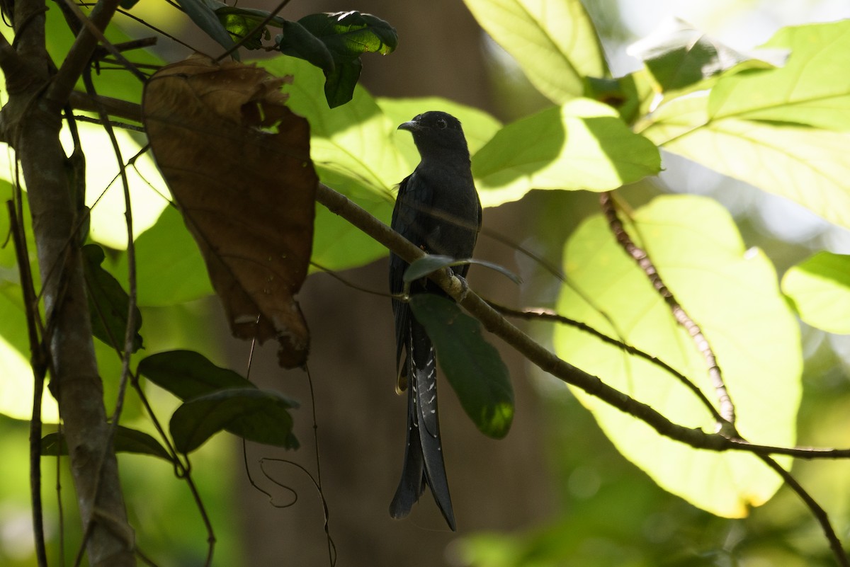 Fork-tailed Drongo-Cuckoo - H Nambiar