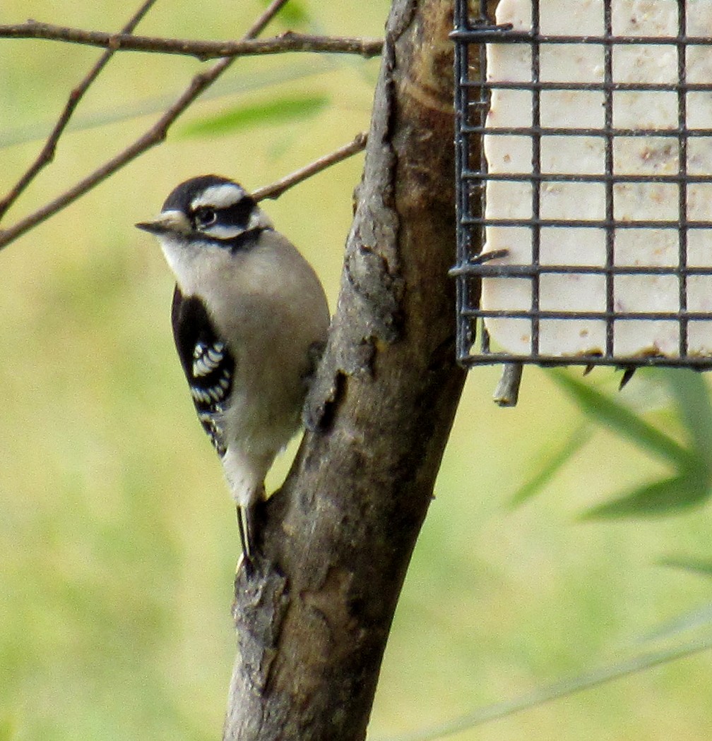 Downy Woodpecker - ML611570444