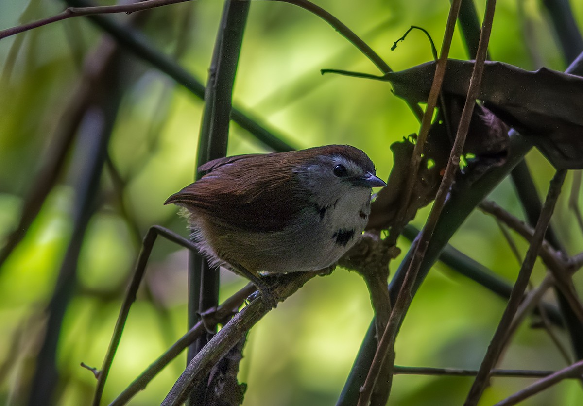 Crescent-chested Babbler - ML611570471