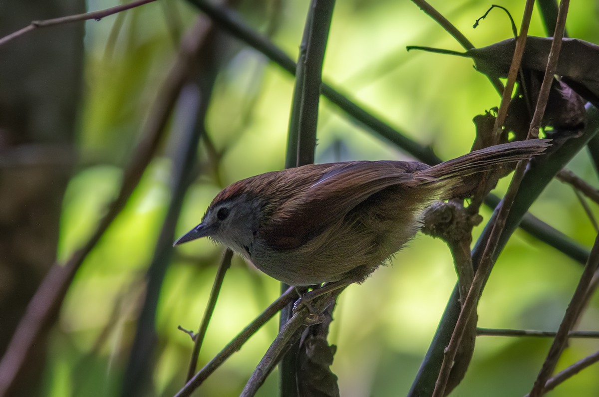 Crescent-chested Babbler - ML611570472