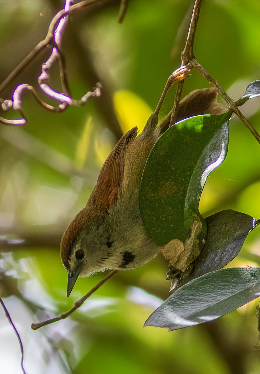 Crescent-chested Babbler - ML611570473