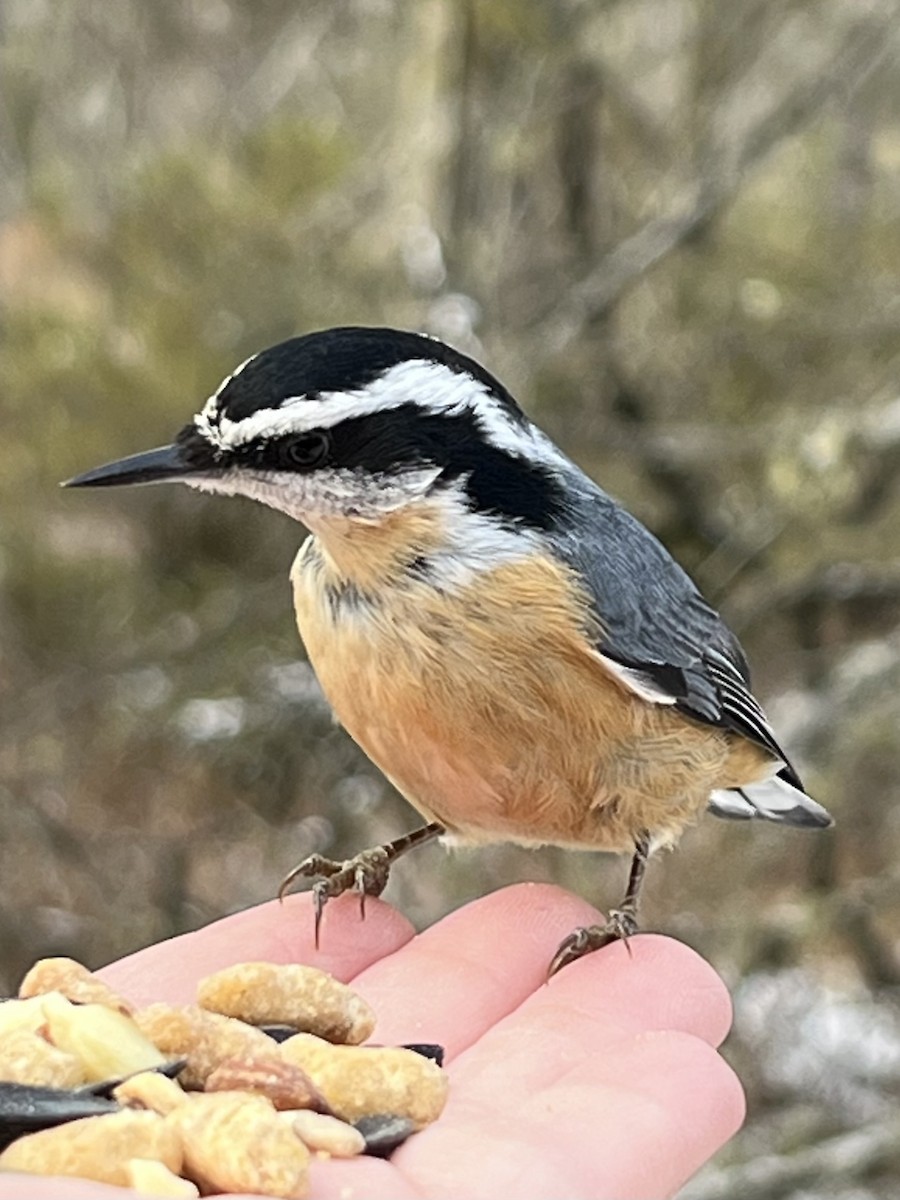 Red-breasted Nuthatch - ML611570481