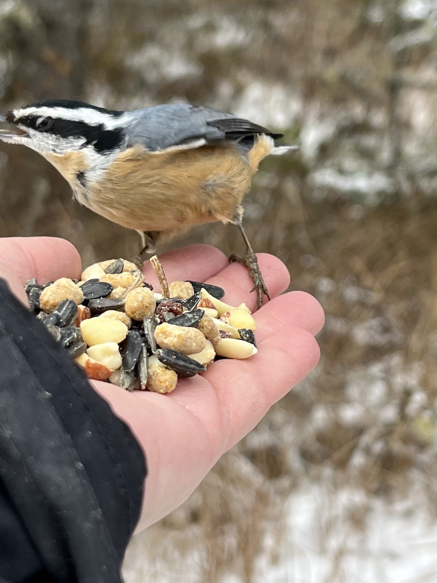 Red-breasted Nuthatch - ML611570482