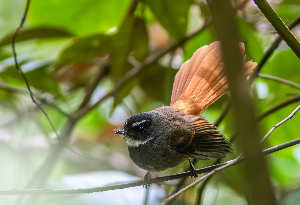 Rufous-tailed Fantail - ML611570486