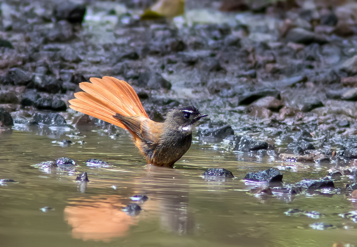 Rufous-tailed Fantail - ML611570487