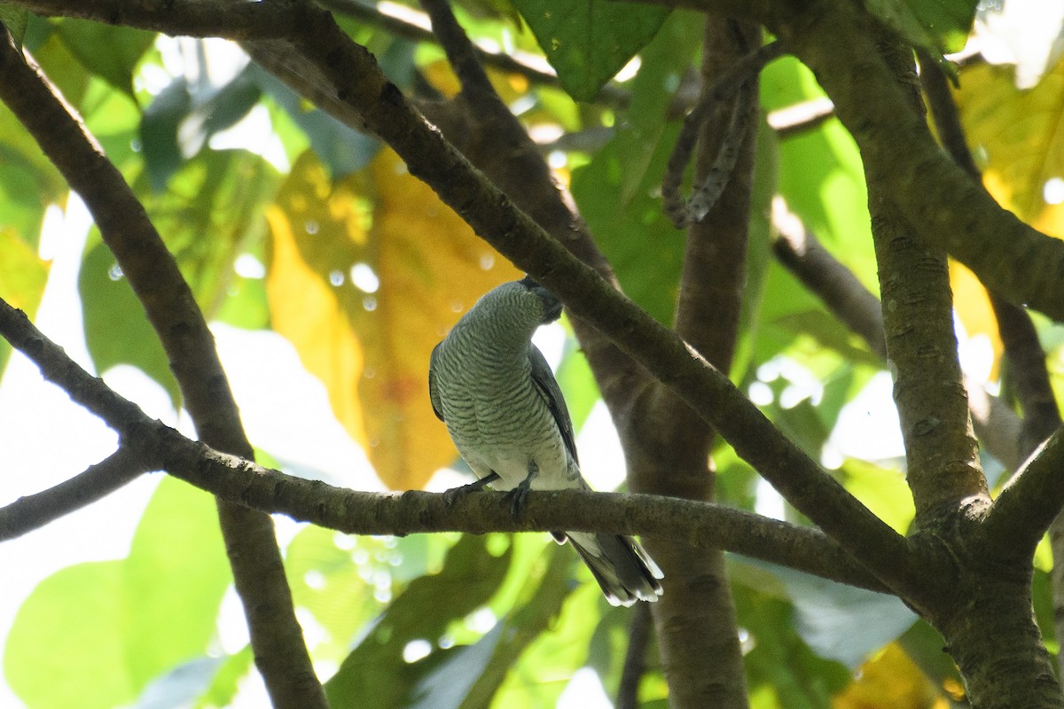 Large Cuckooshrike - ML611570495