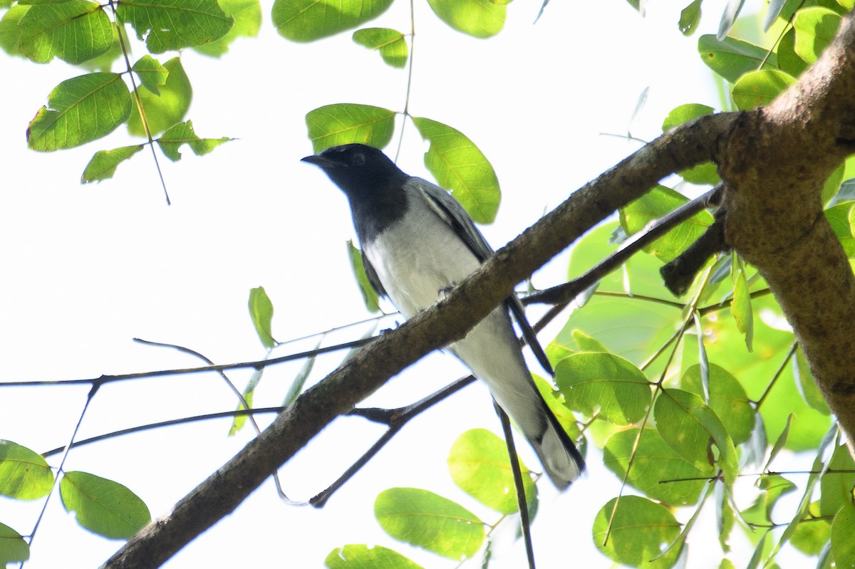 Black-headed Cuckooshrike - H Nambiar