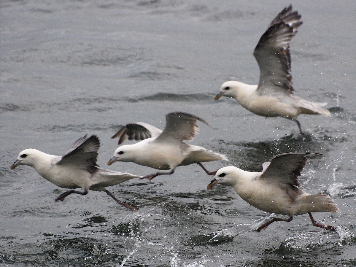 Northern Fulmar - ML611570514