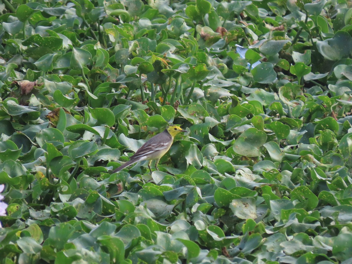 Citrine Wagtail - ML611570519