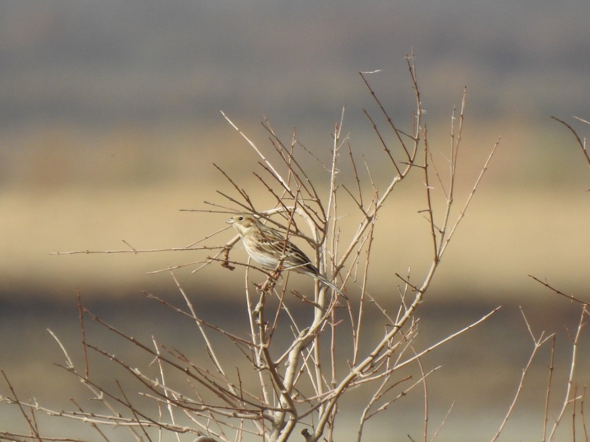 Pine Bunting - ML611570525