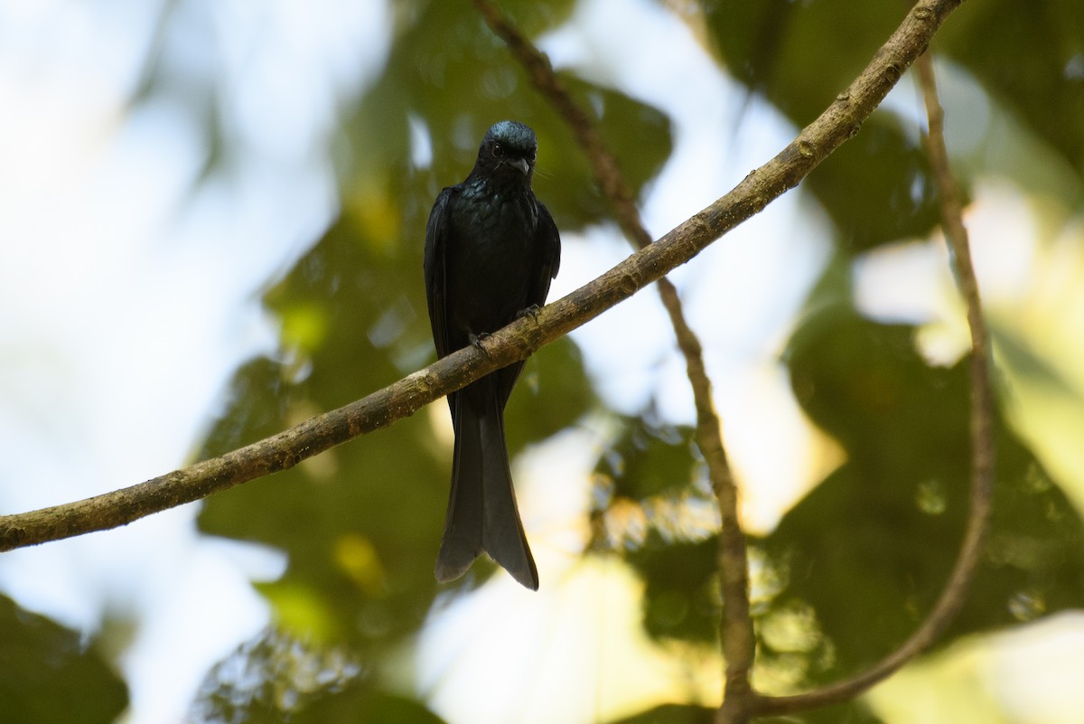 Bronzed Drongo - H Nambiar