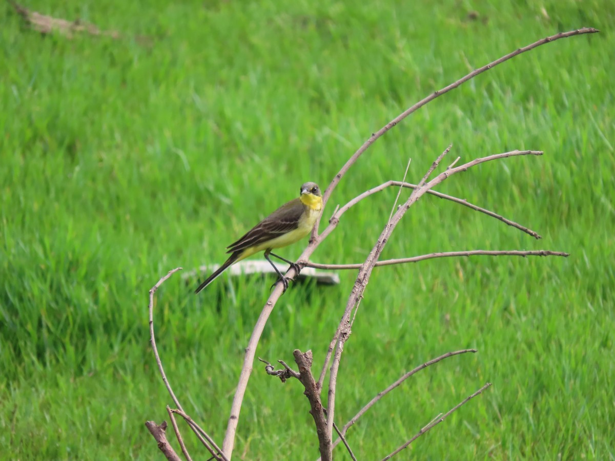 Western Yellow Wagtail - ML611570534