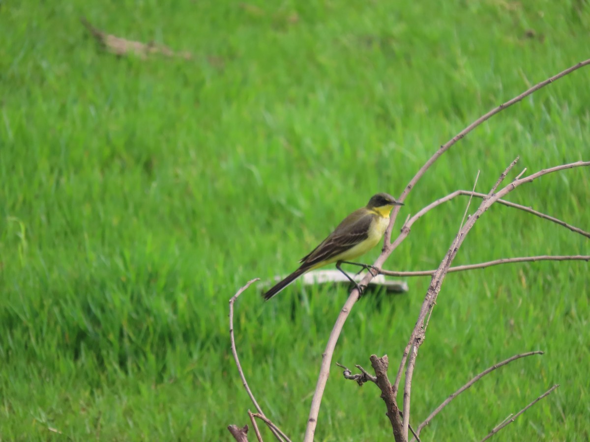 Western Yellow Wagtail - ML611570535