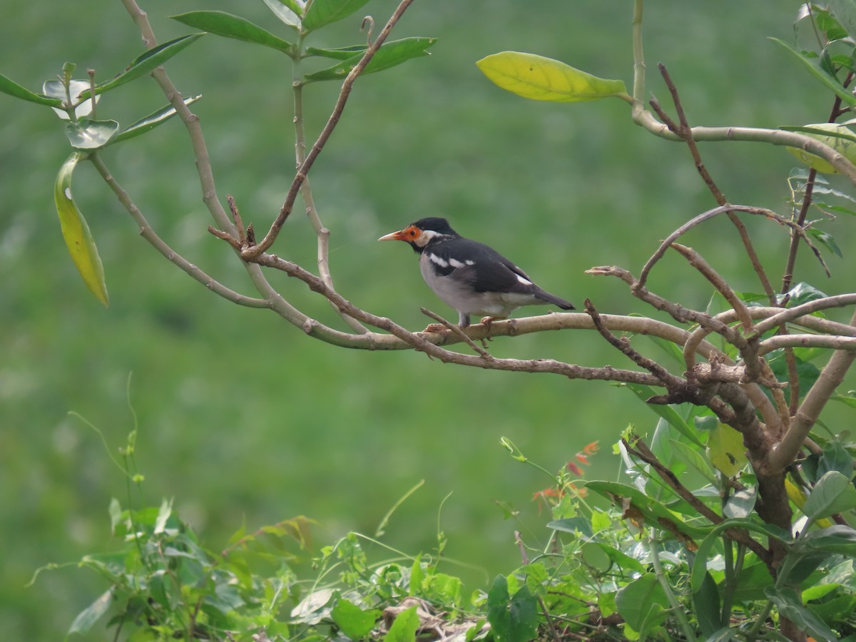 Indian Pied Starling - ML611570539