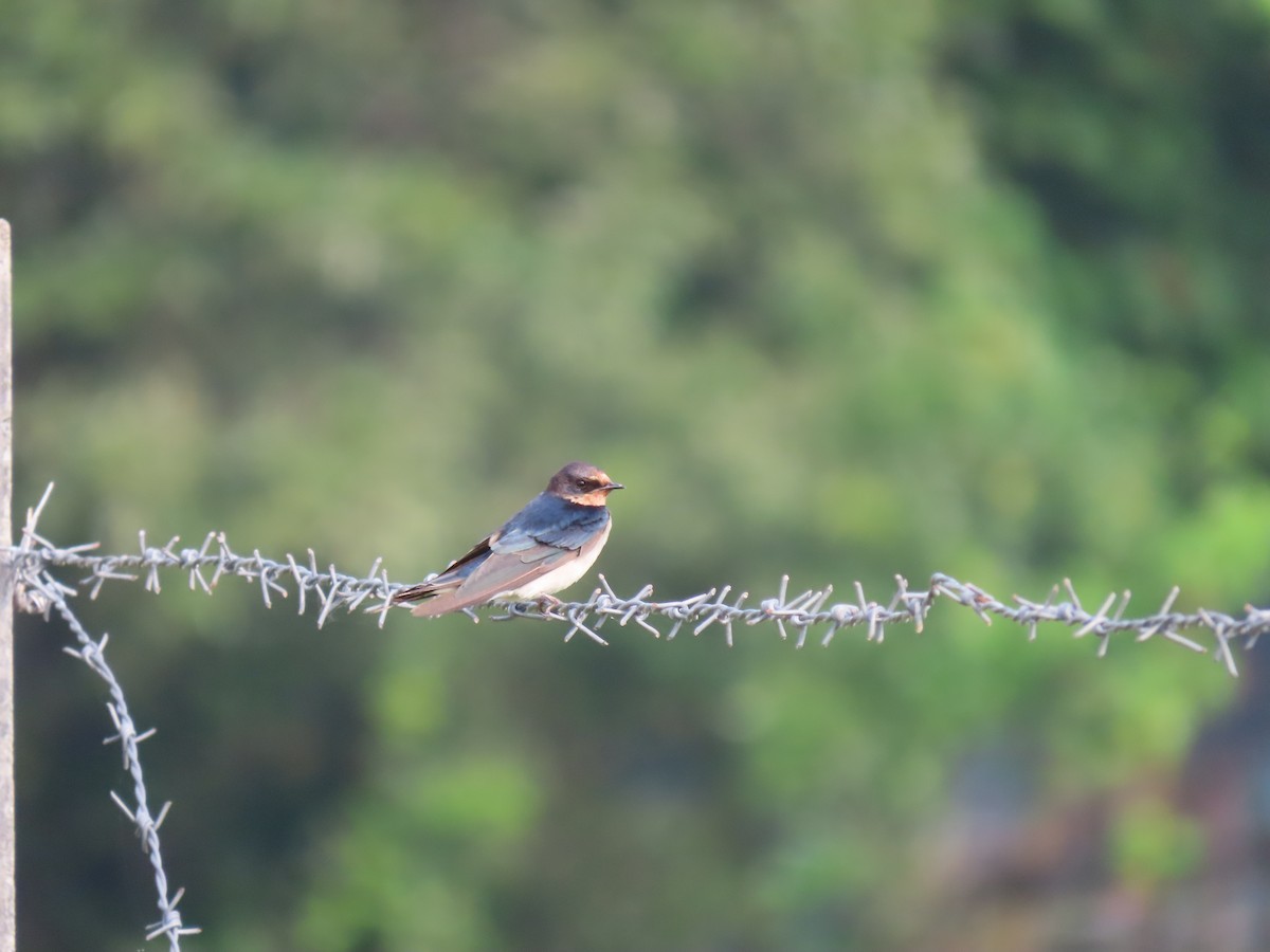 Barn Swallow - ML611570544