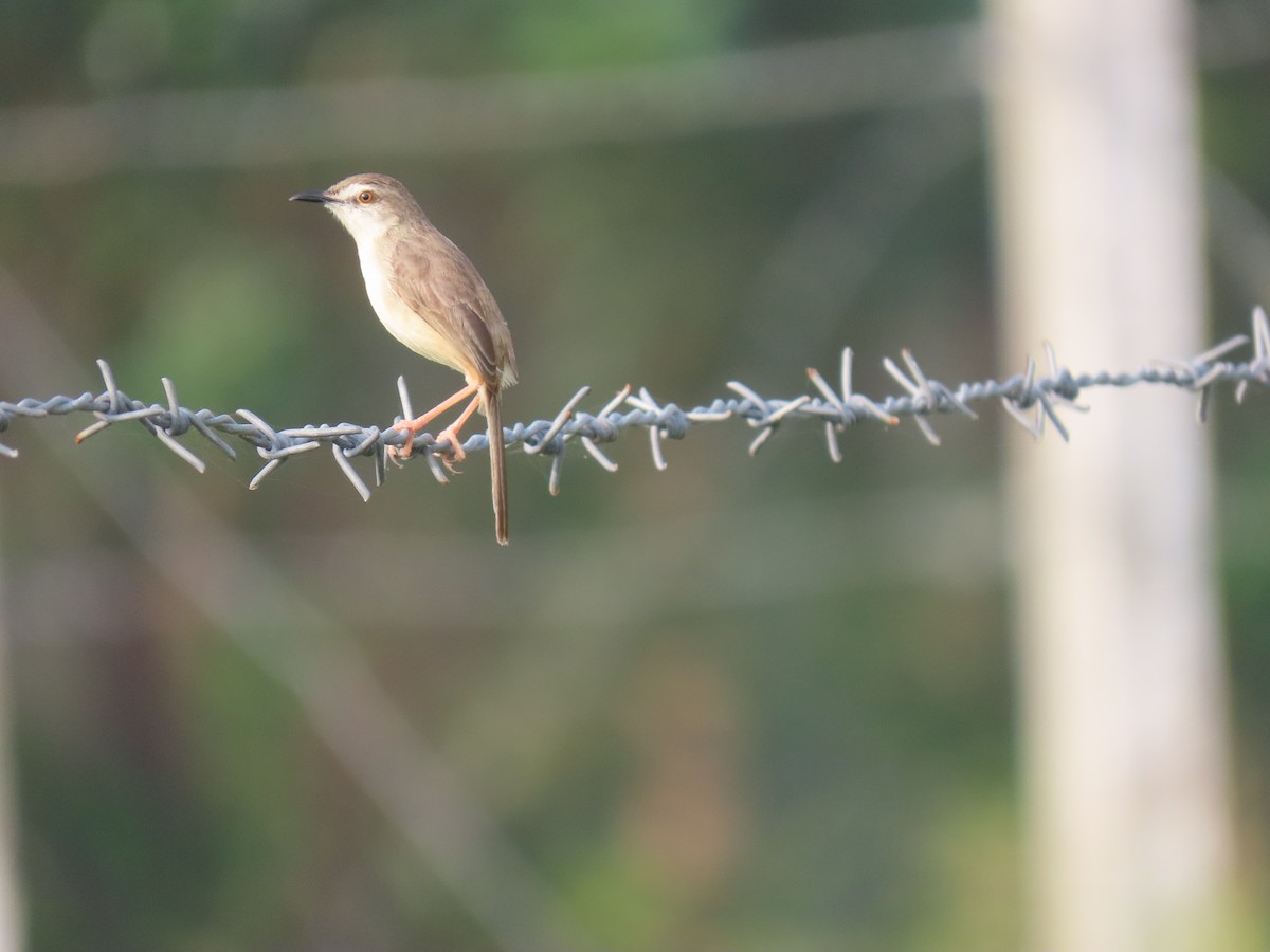 Plain Prinia - ML611570555