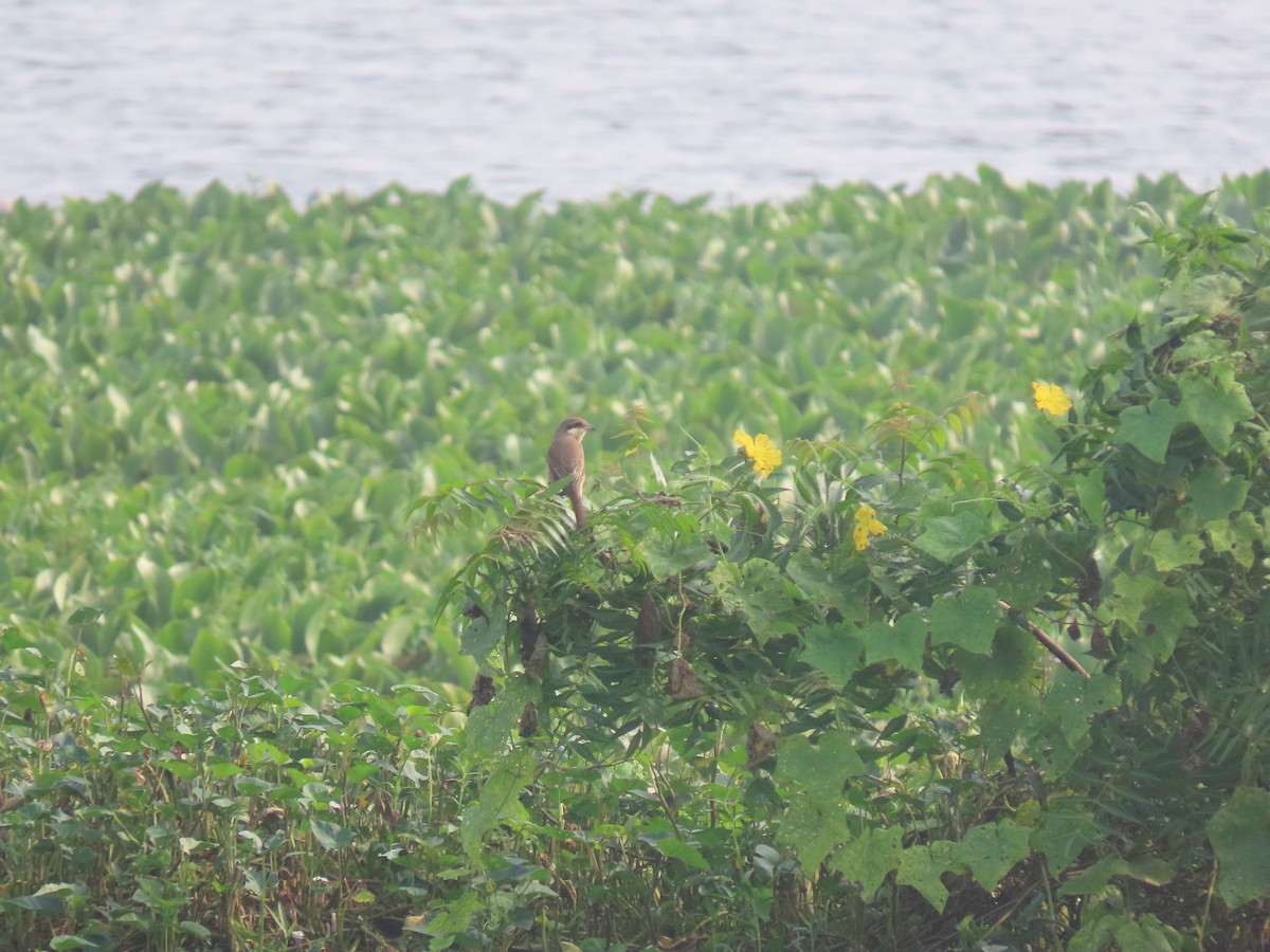 Brown Shrike - ML611570562