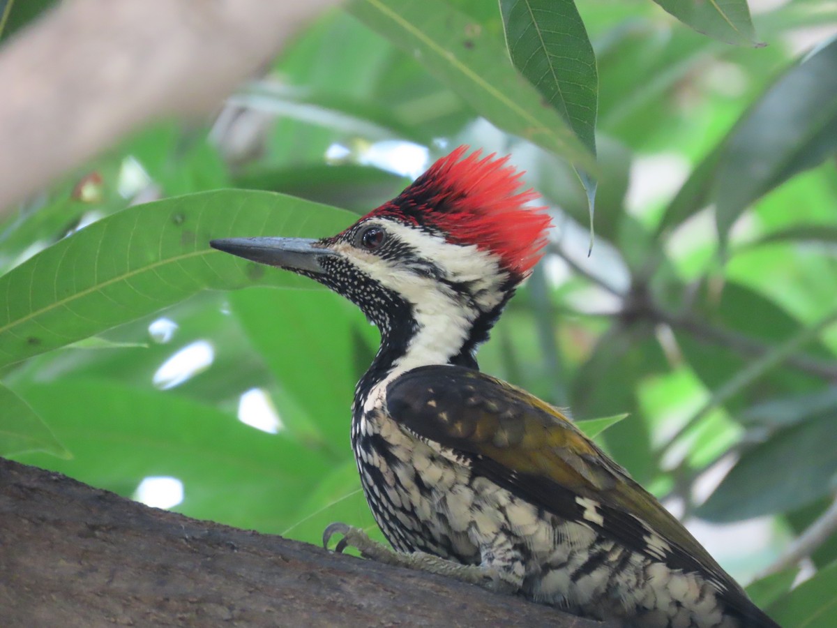 Black-rumped Flameback - Sreekumar Chirukandoth