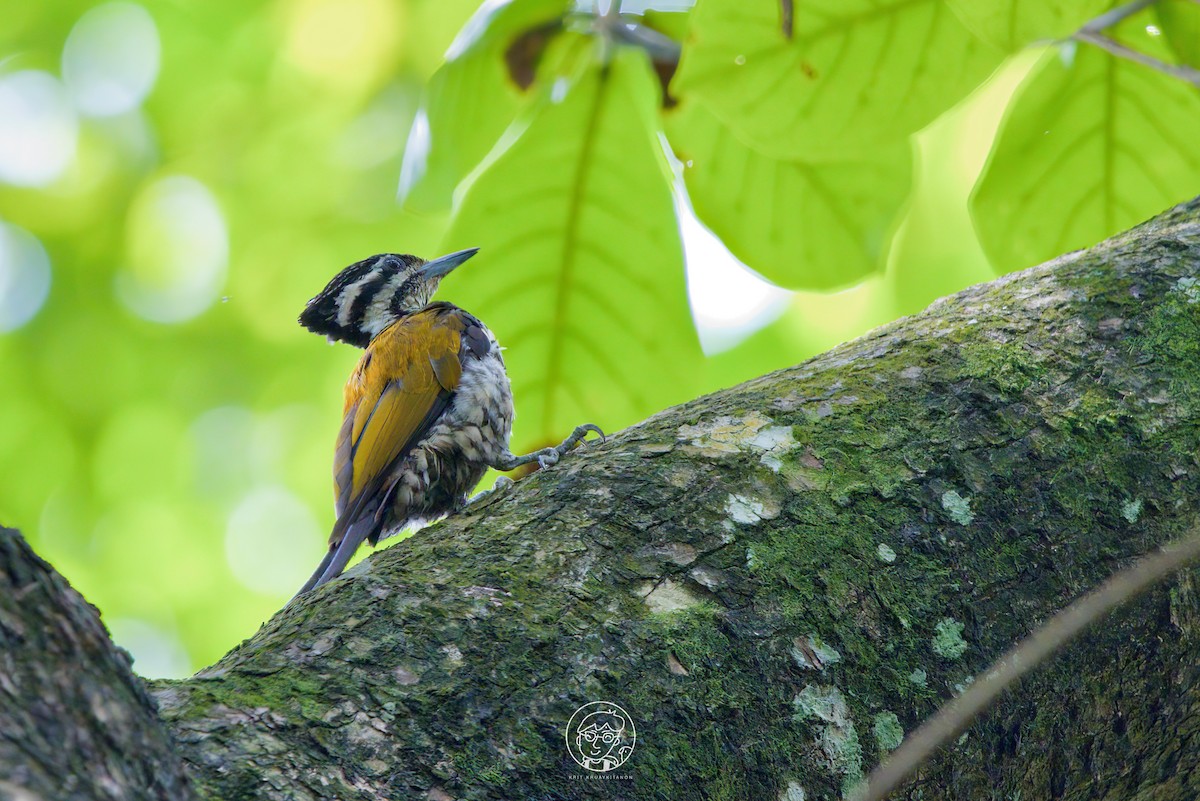 Common Flameback - Krit Kruaykitanon 🦅