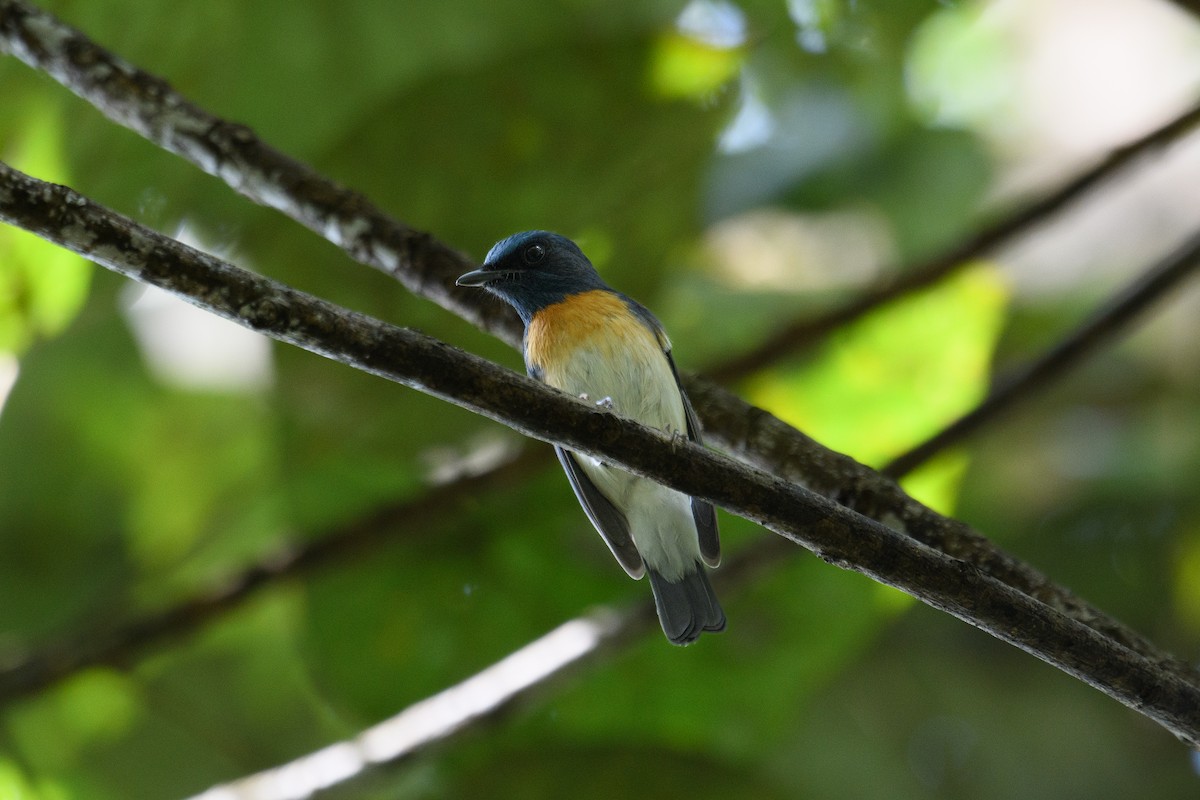 Blue-throated Flycatcher - H Nambiar