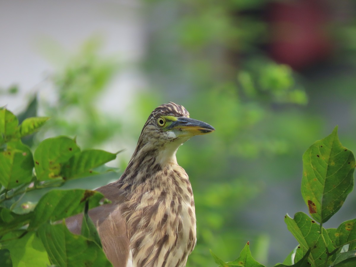 Indian Pond-Heron - Sreekumar Chirukandoth