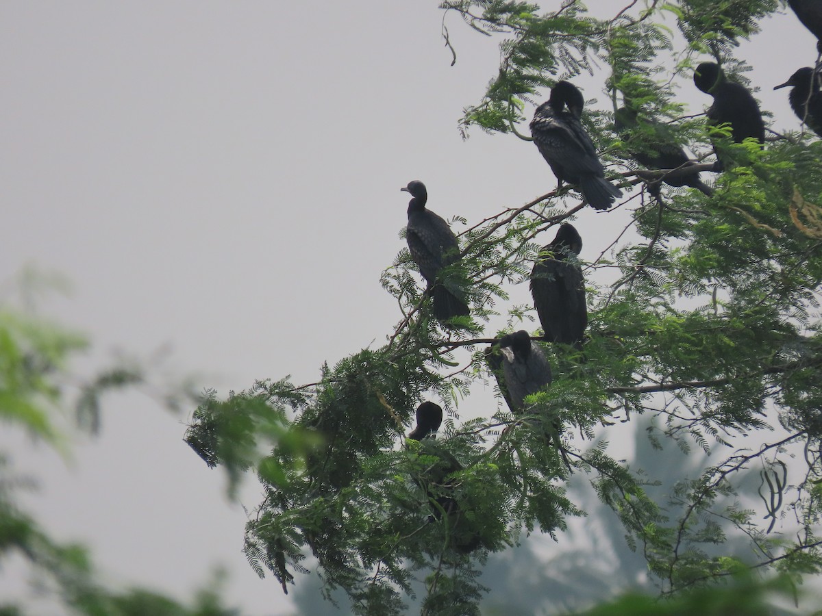 Indian Cormorant - ML611570597