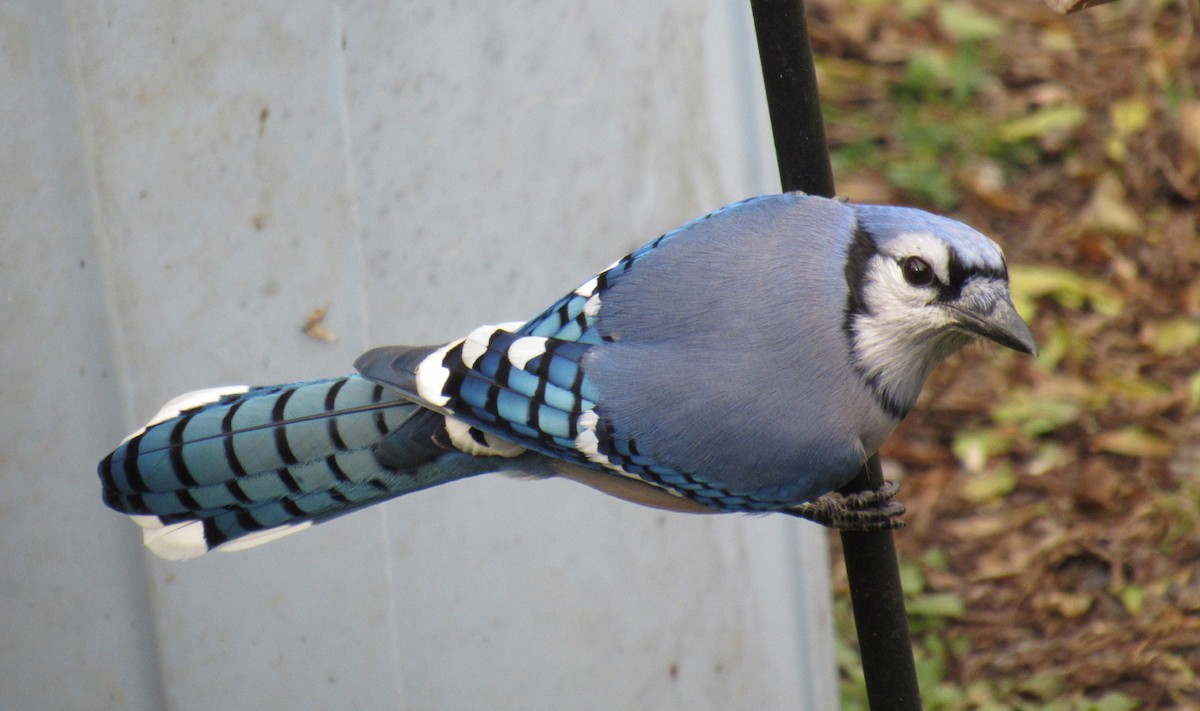 Blue Jay - ML611570600