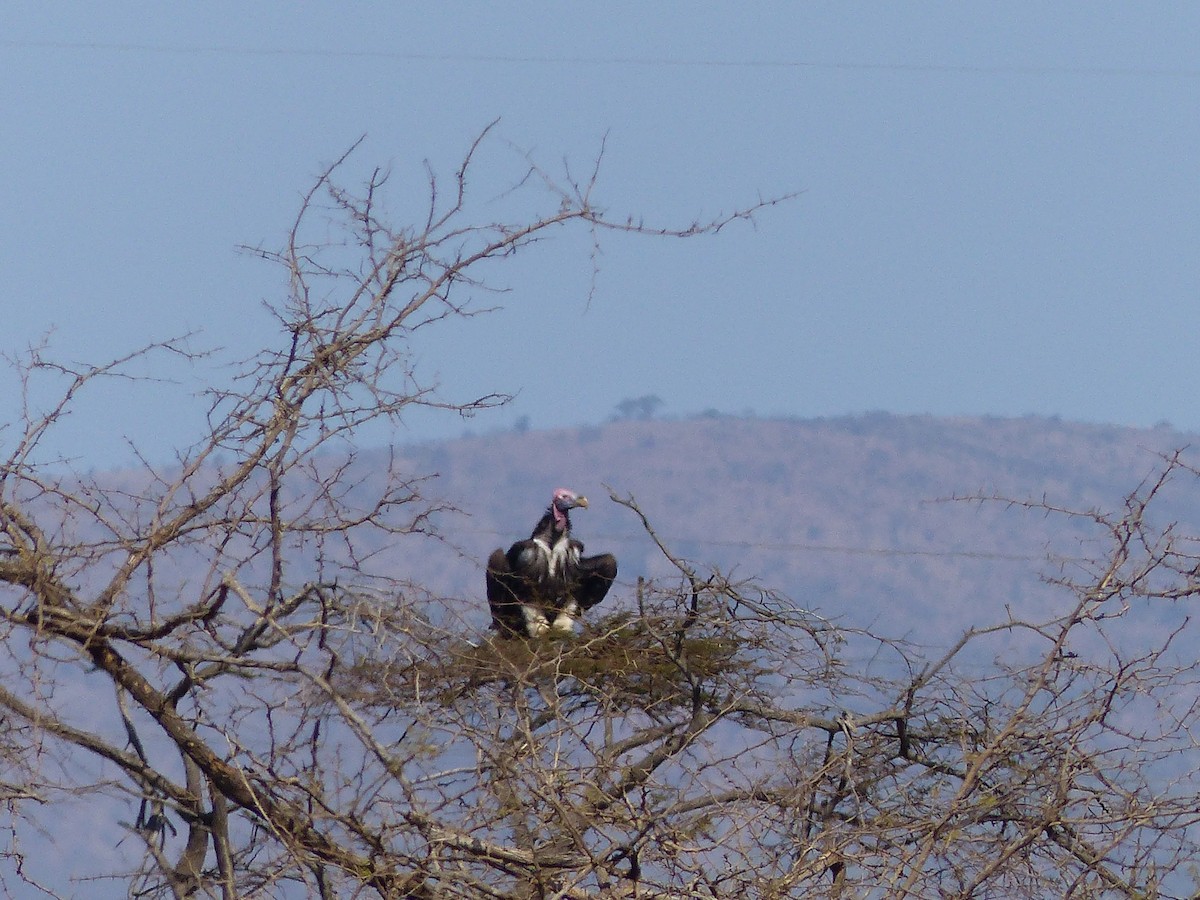 Lappet-faced Vulture - ML611570603