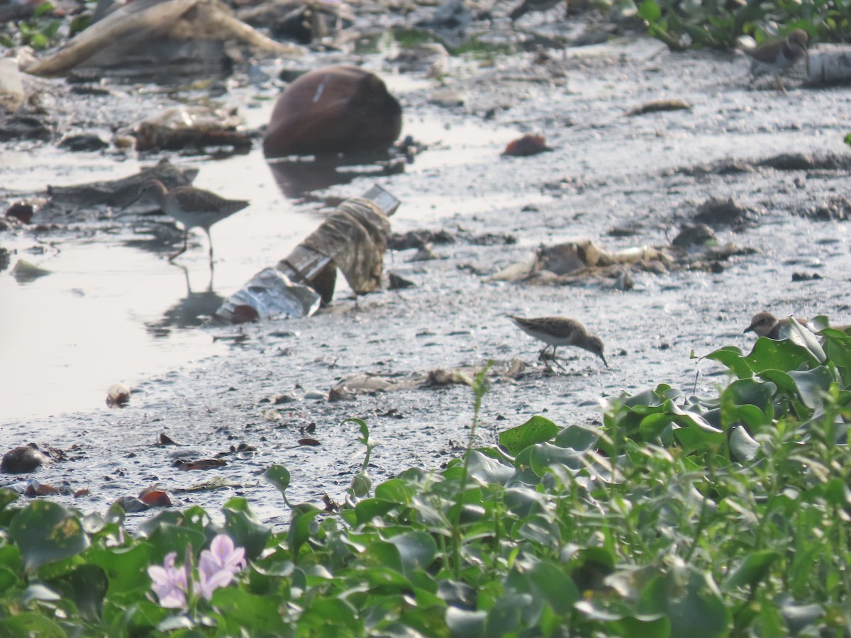 Little Stint - ML611570605