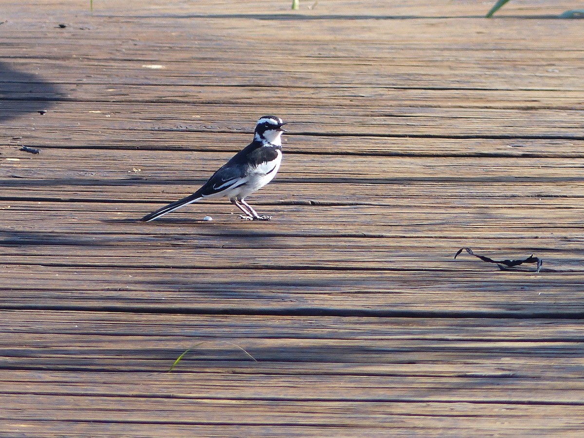 African Pied Wagtail - ML611570612