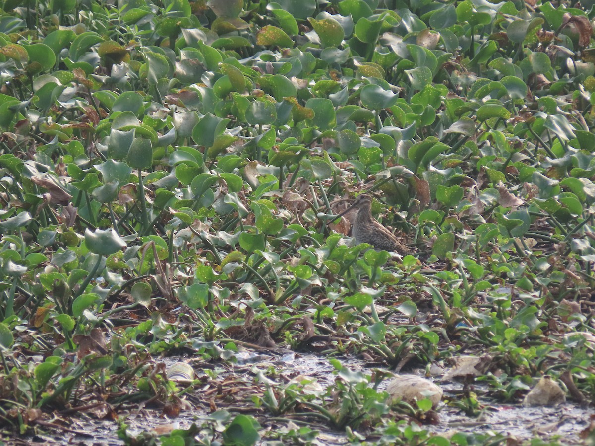 Common Snipe - ML611570617